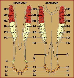 Grafik Unterkiefer Oberkiefer